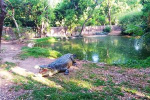 Crocodile Bank - Places to Visit While Road Trip From Chennai to Pondicherry