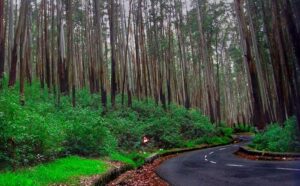 The pine forest - Places to Visit in Kodaikanal