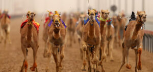 Camel Racing Festival  - Places To Visit in Dubai For Free