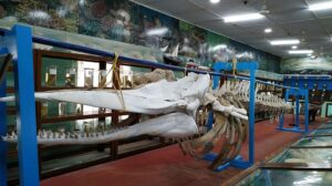 Visit Marine Museum - Things To Do in Lakshadweep